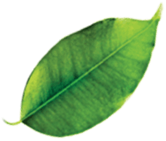 Leaf 2