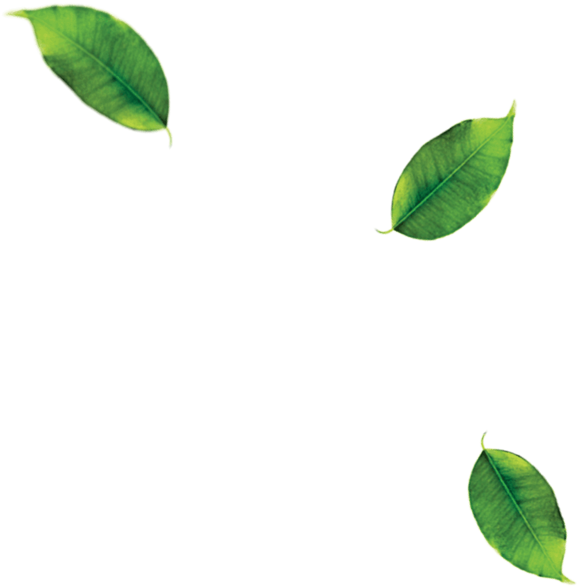 Leaf 3